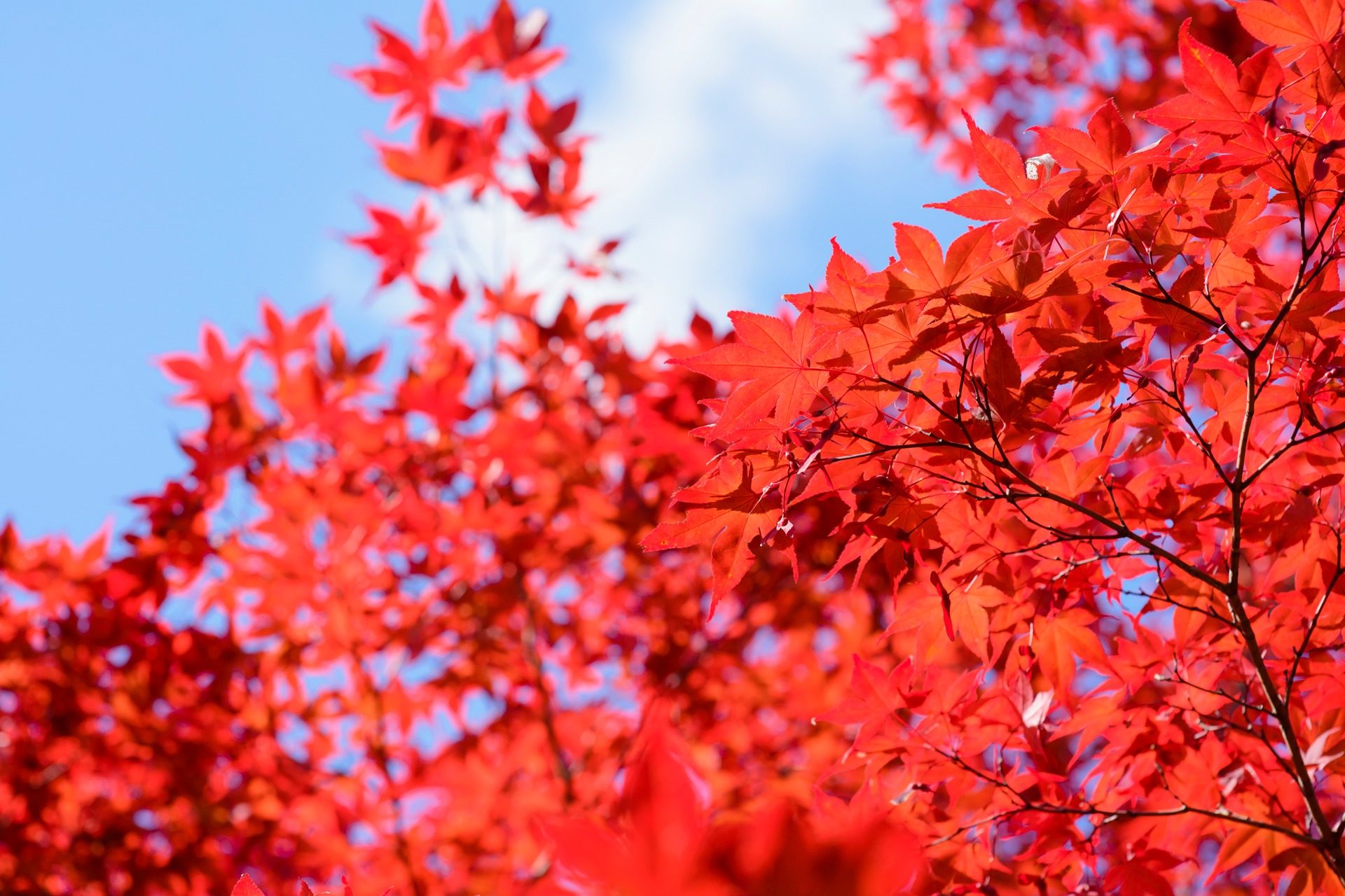 青蓮院 京都 紅葉