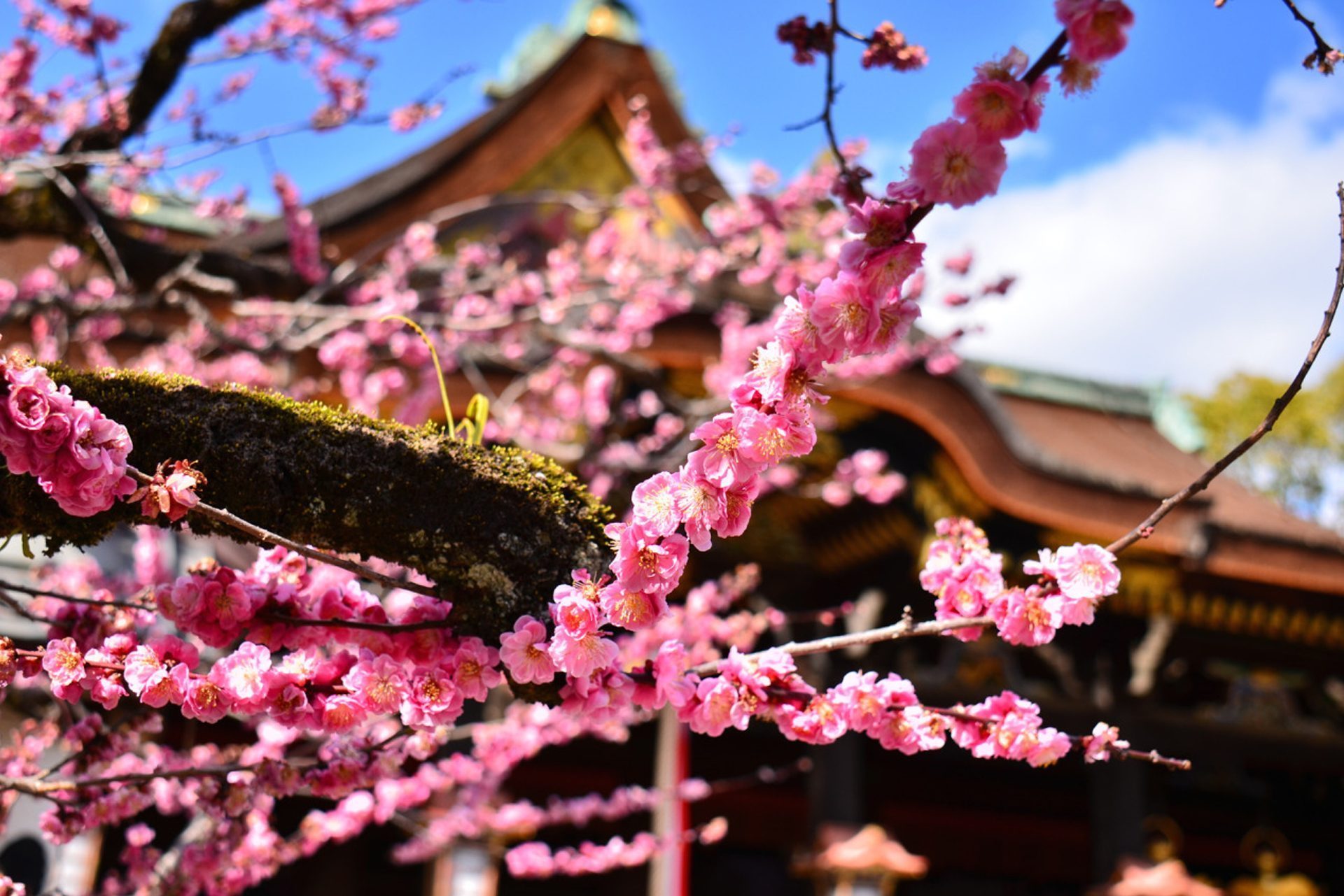 京都の神社