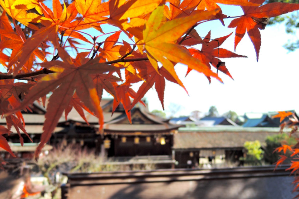 Come Late? No problem! 11 locations in Kyoto to enjoy the red maple leaves in December