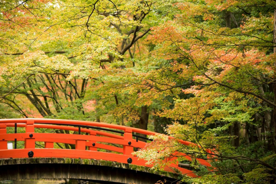 京都もみじ