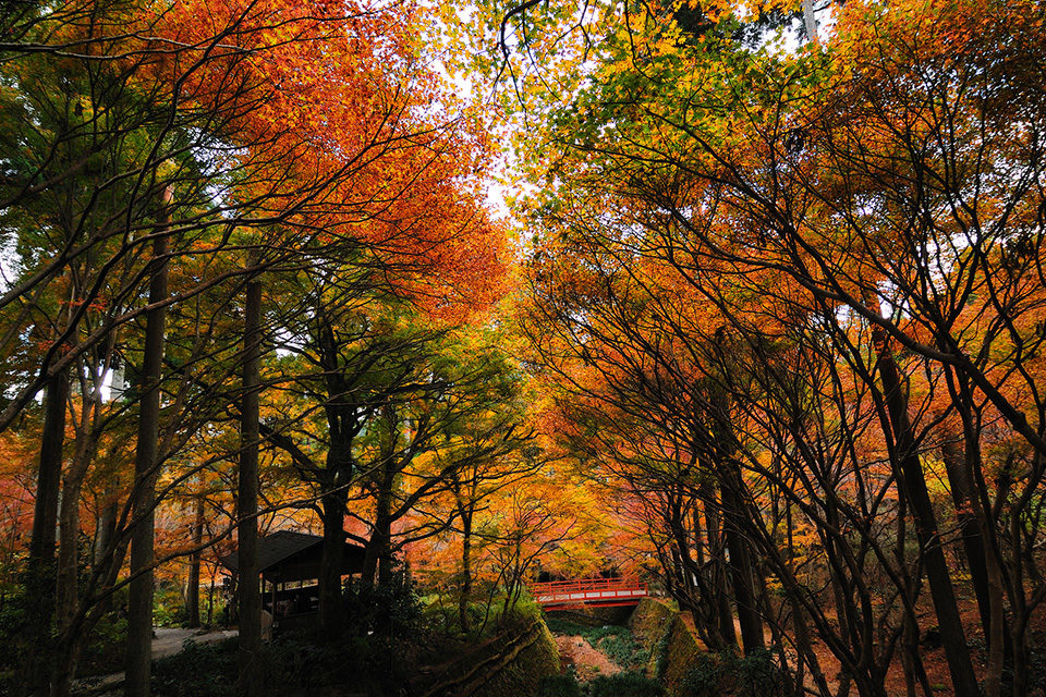 三千院の紅葉