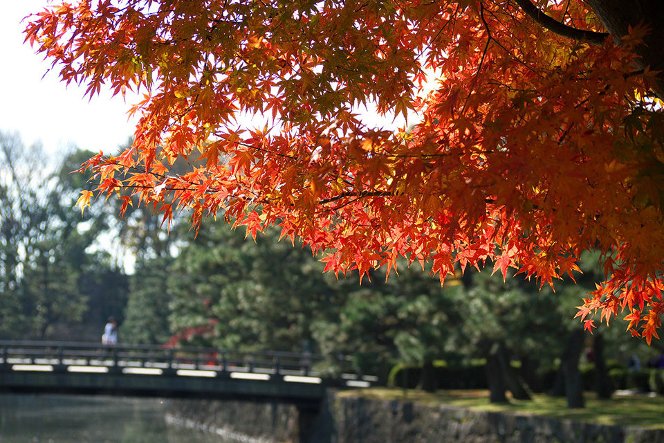京都で紅葉を楽しむなら二条城は散策しながら紅葉を鑑賞できるおすすめ観光スポット！見ごろや見どころ、周辺の紅葉観光情報をご紹介！