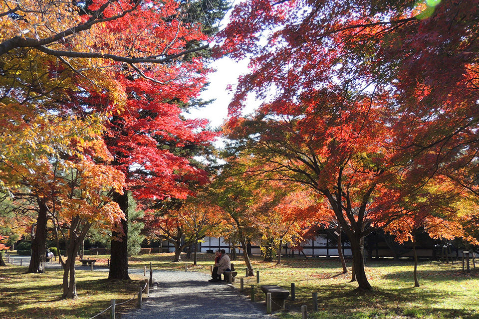二条城の紅葉