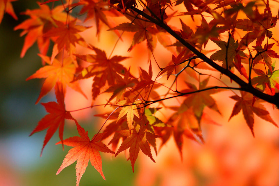 高山寺の紅葉