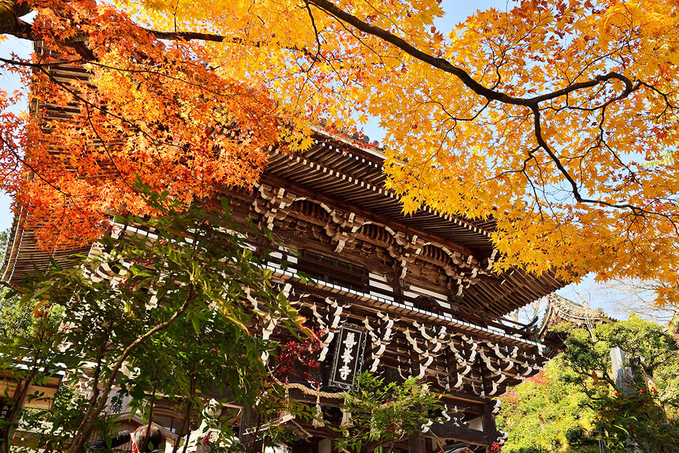 京都の善峯寺 紅葉