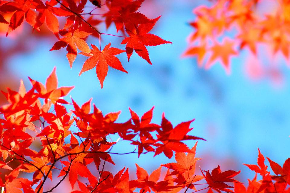 2021年京都の紅葉シーズンの混雑状況は？なるべく混雑を避けるために平日を選ぶのは有効なのでしょうか。
