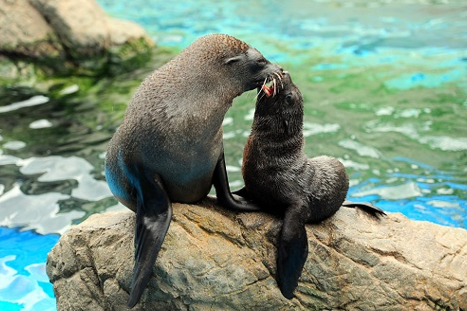京都水族館-オットセイ