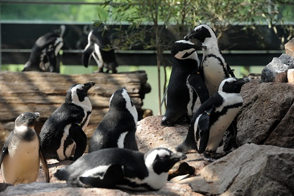 京都水族館-ペンギン