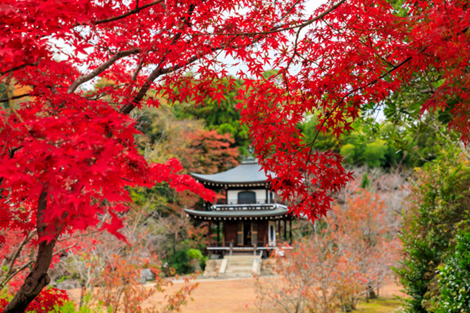 勧修寺の紅葉