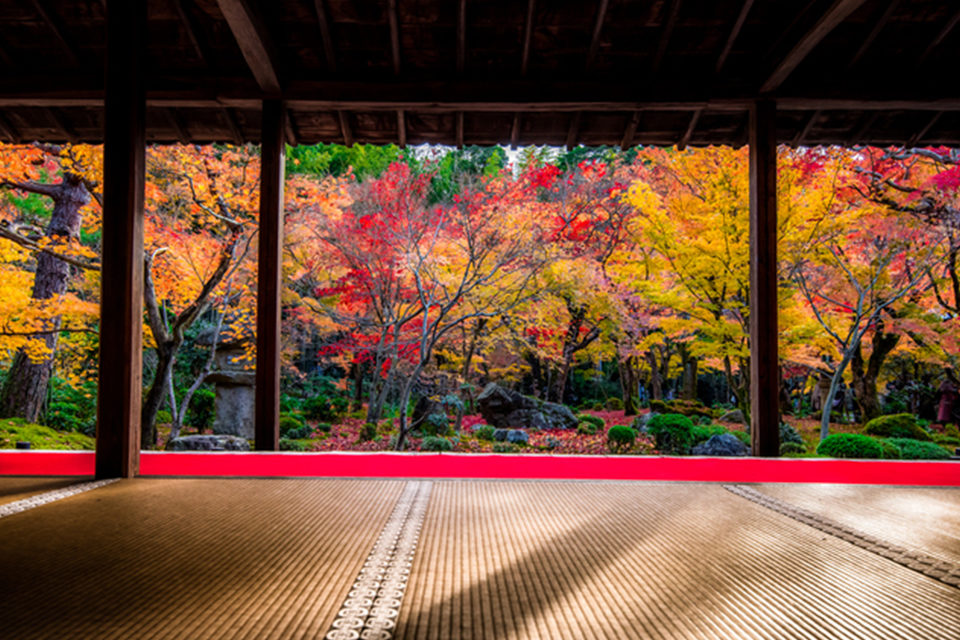 如同在相框表起來的紅葉景色！ 京都紅葉景點圓光寺