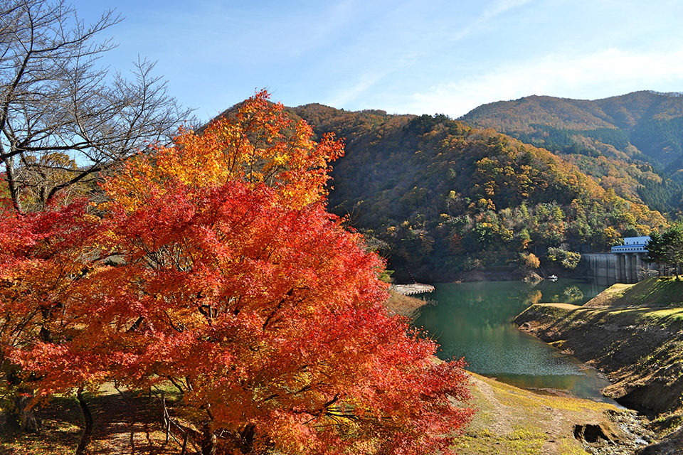 大野ダムの紅葉