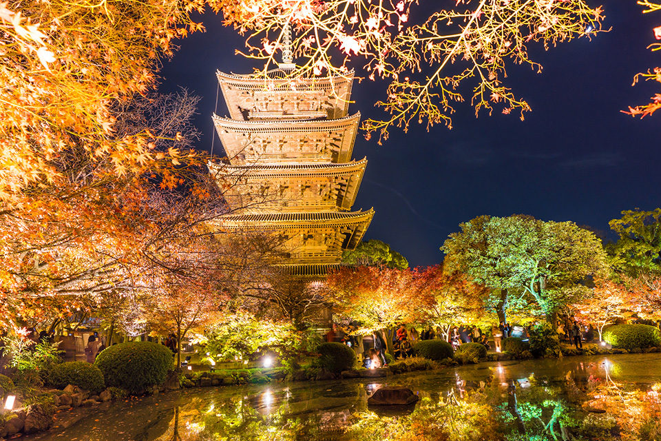 東寺のライトアップと紅葉