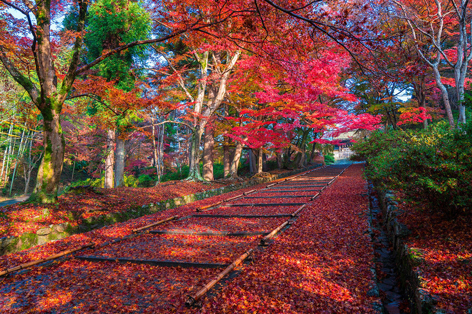 毘沙門堂の紅葉