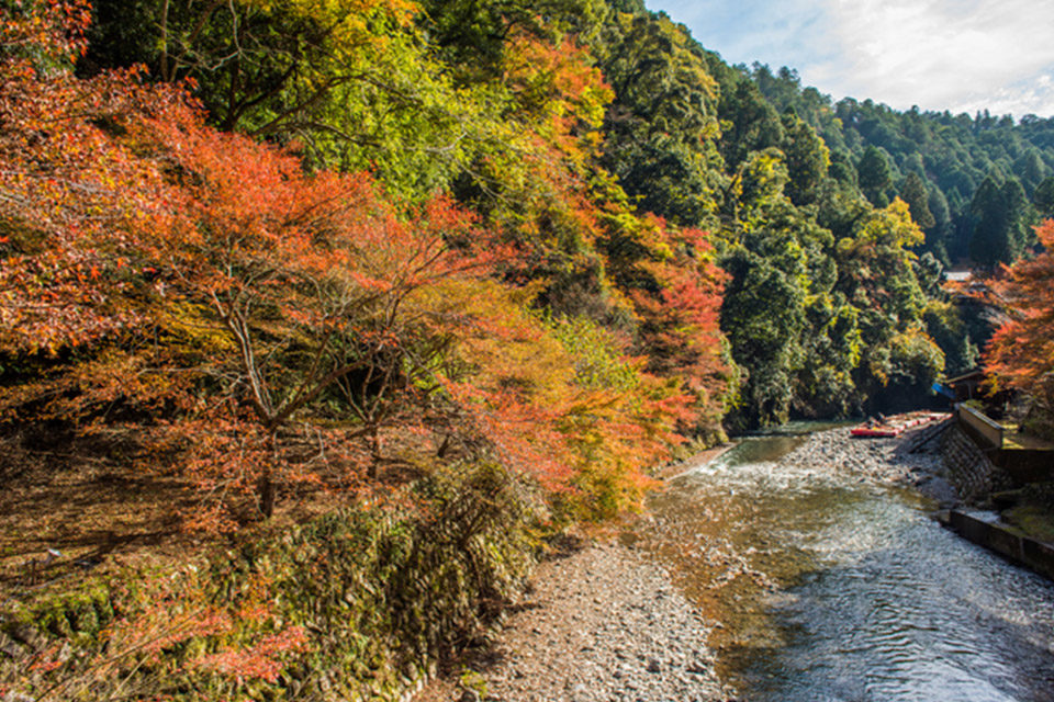清滝川沿いの紅葉