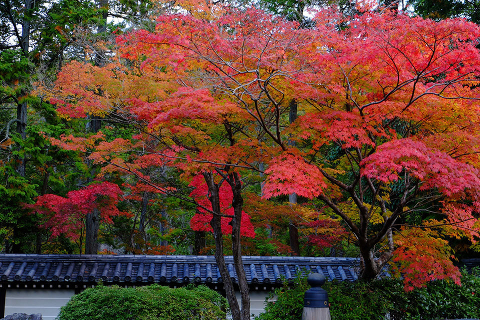 西芳寺の紅葉