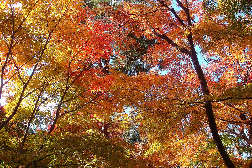 銀閣寺の紅葉