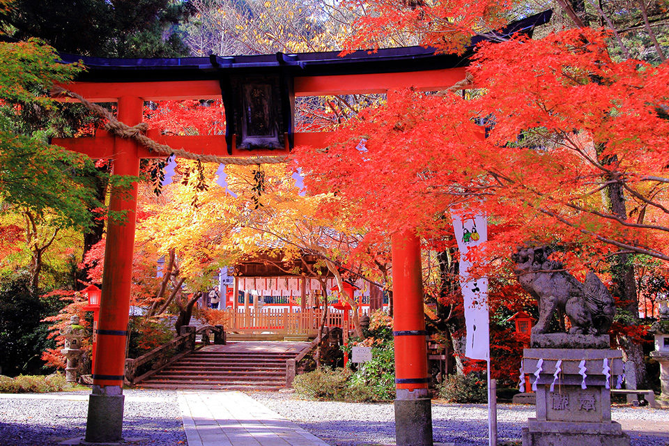 京都の紅葉を堪能するなら神社巡りがおすすめ。神社の鳥居と鮮やかな紅葉が見られる定番スポットから穴場スポットまでご紹介！