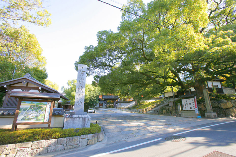 青蓮院門跡-クスノキ