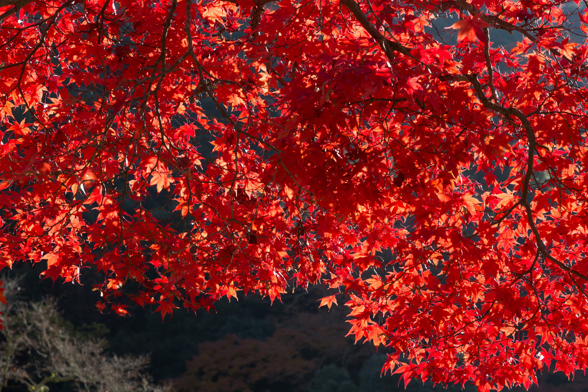 A must for the fall foliage visiting list every year- Red leaves at Eikan-do