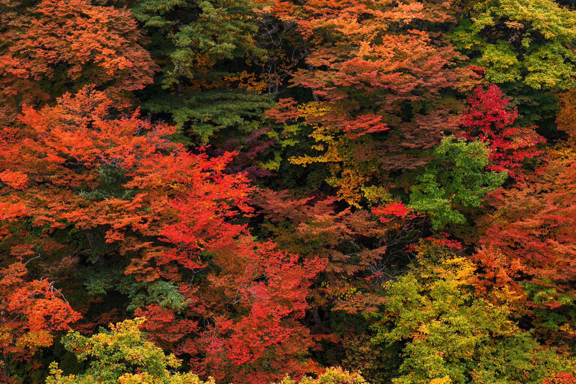 京都,東福寺,紅葉