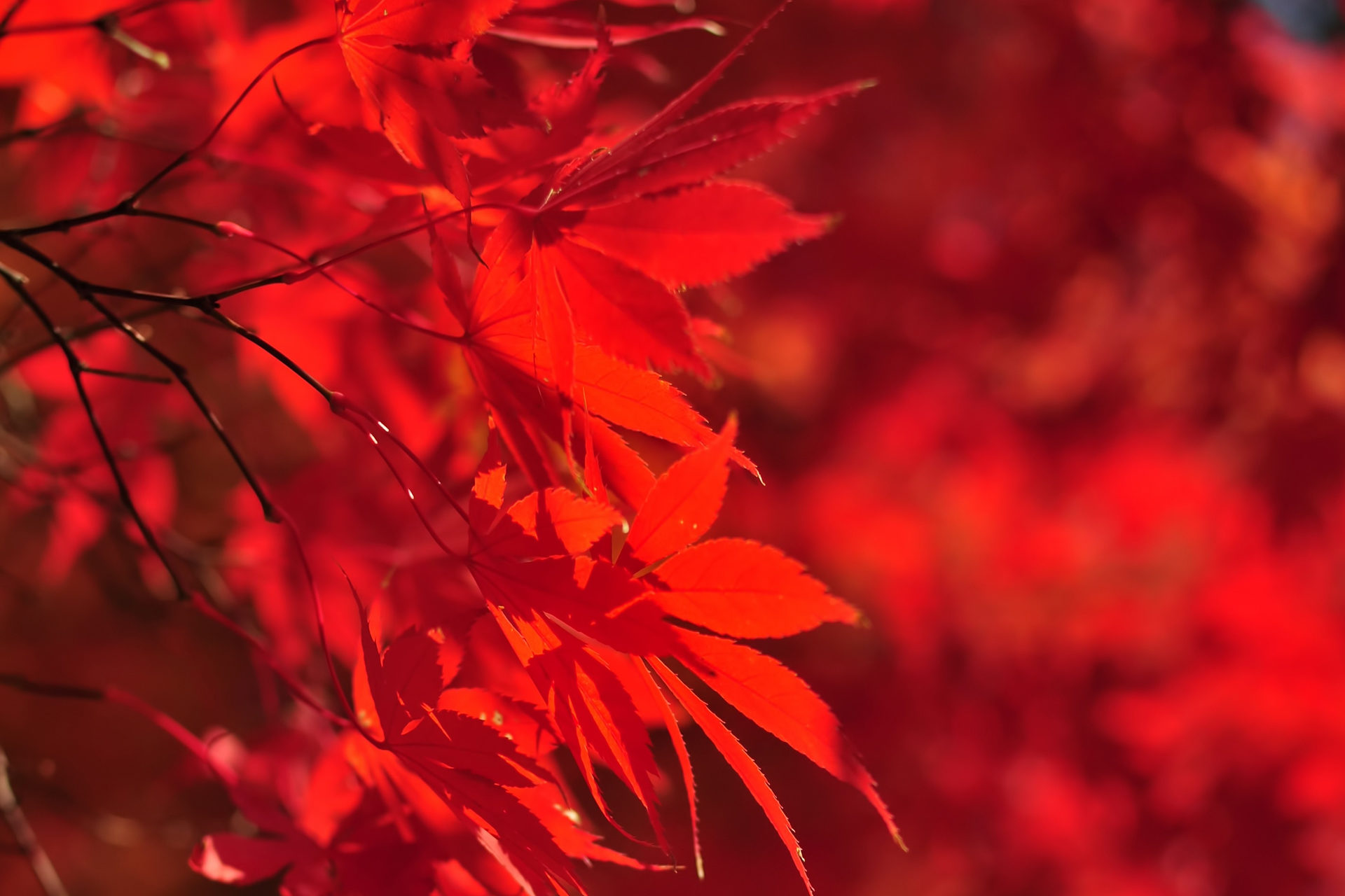 京都紅葉の名所