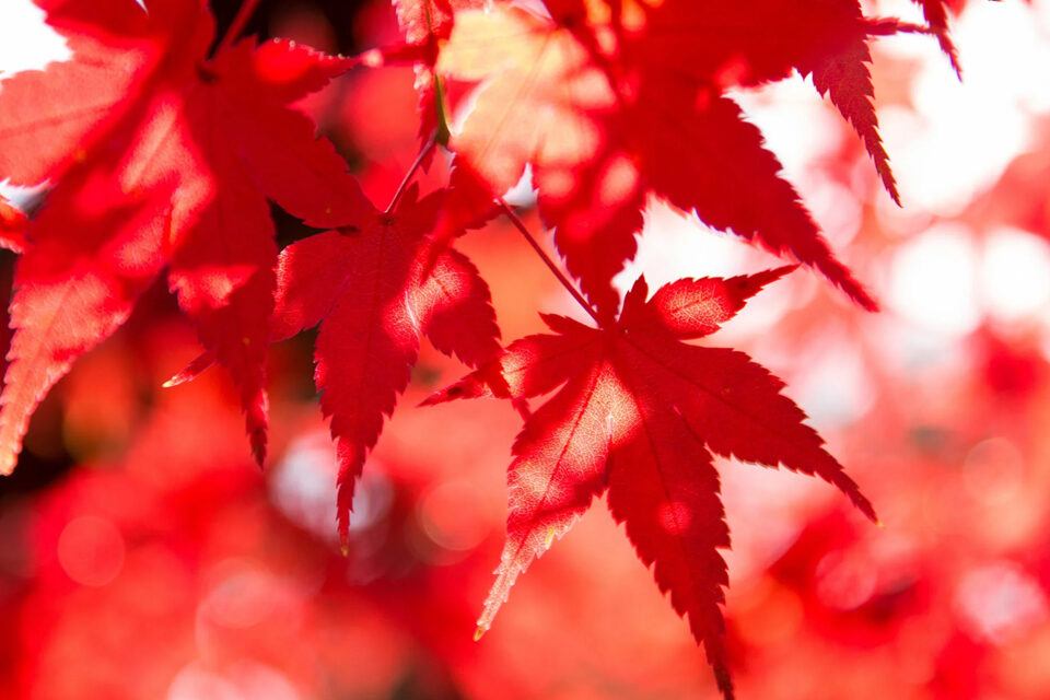 京都　紅葉　隠れスポット
