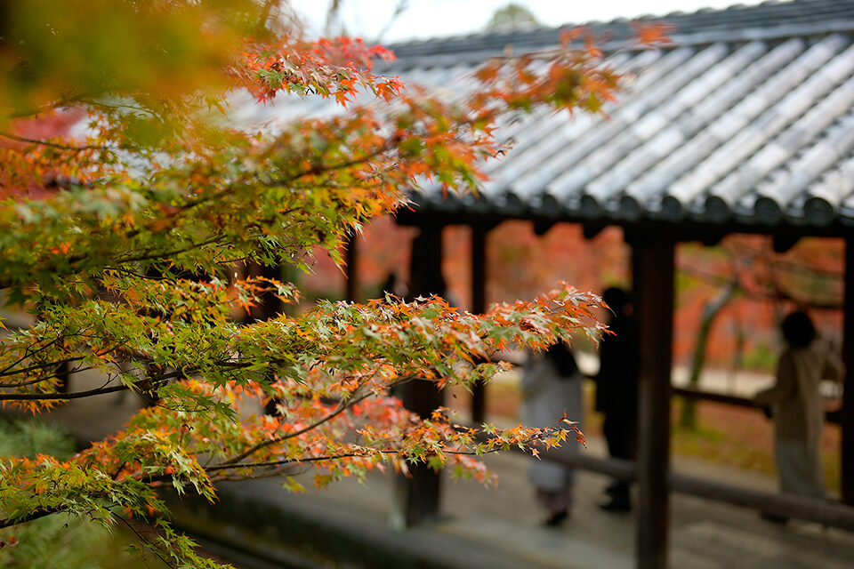 東福寺 京都 紅葉