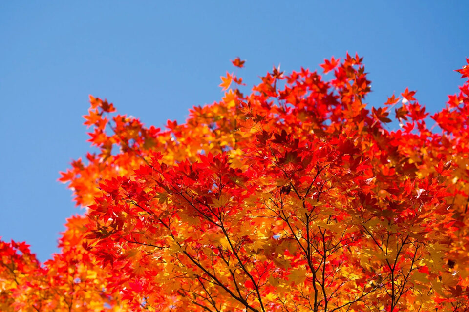 勝持寺　紅葉　京都