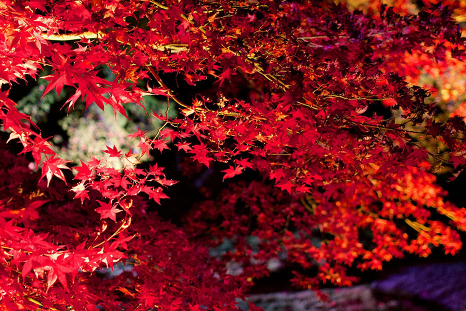 光悦寺　紅葉　京都