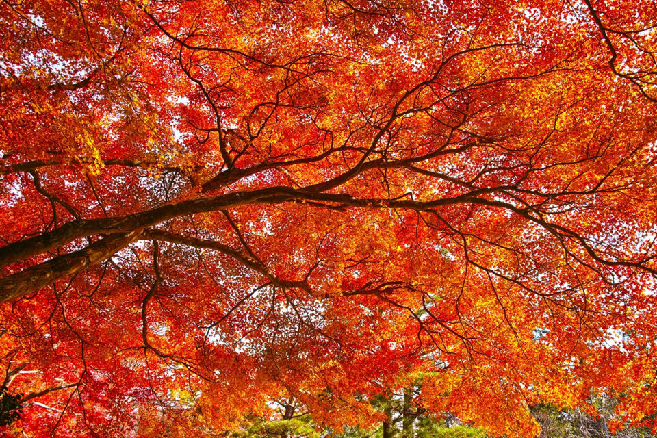 赤山禅院　紅葉　京都