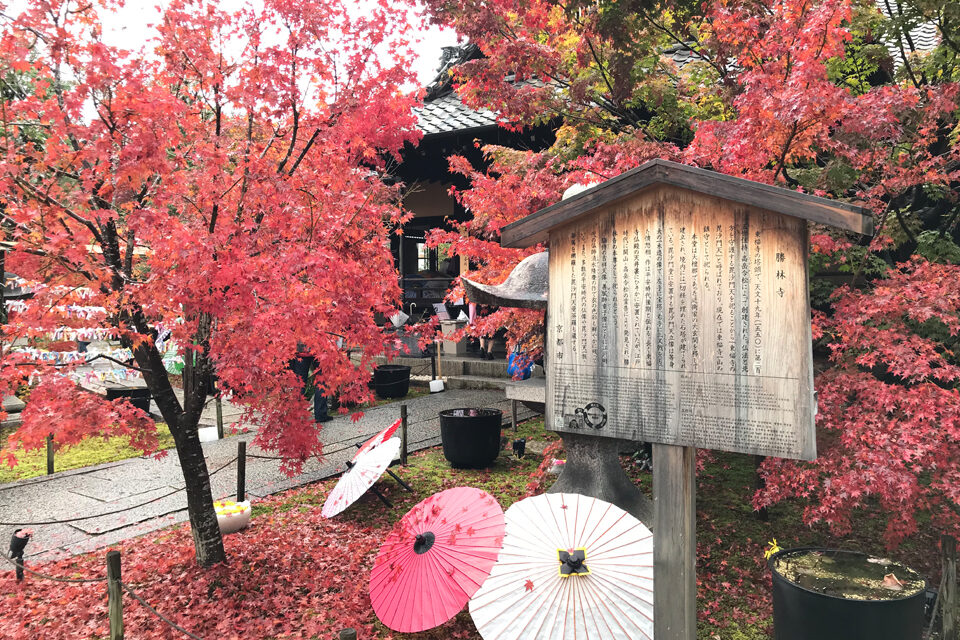 勝林寺 京都 紅葉