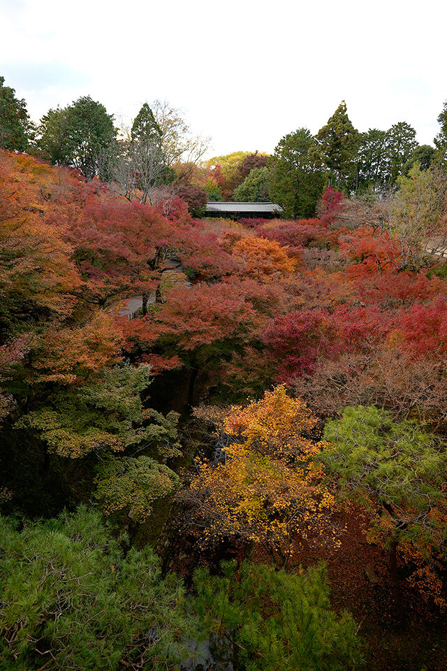 東福寺 京都 紅葉
