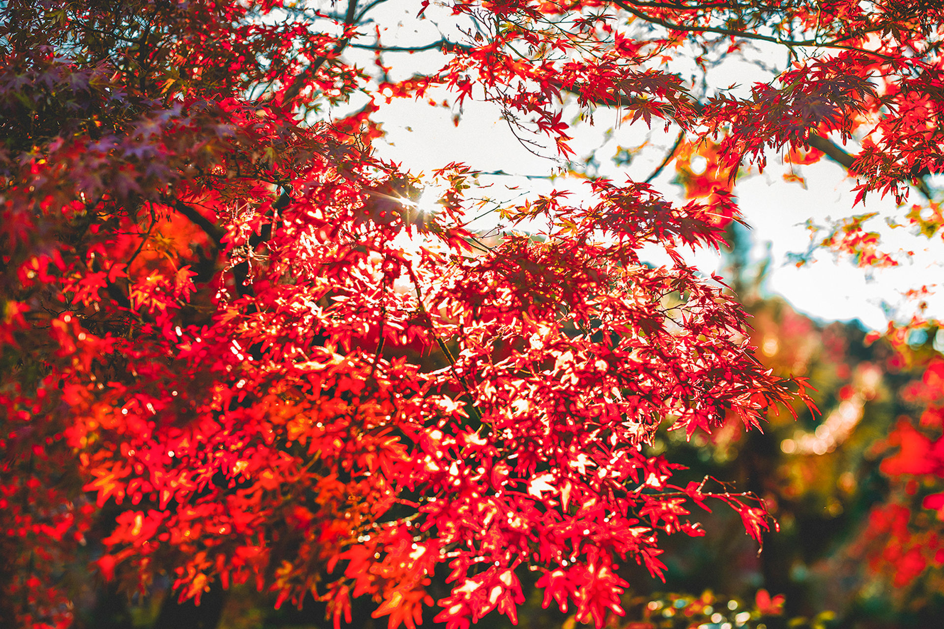 京都の紅葉スポット