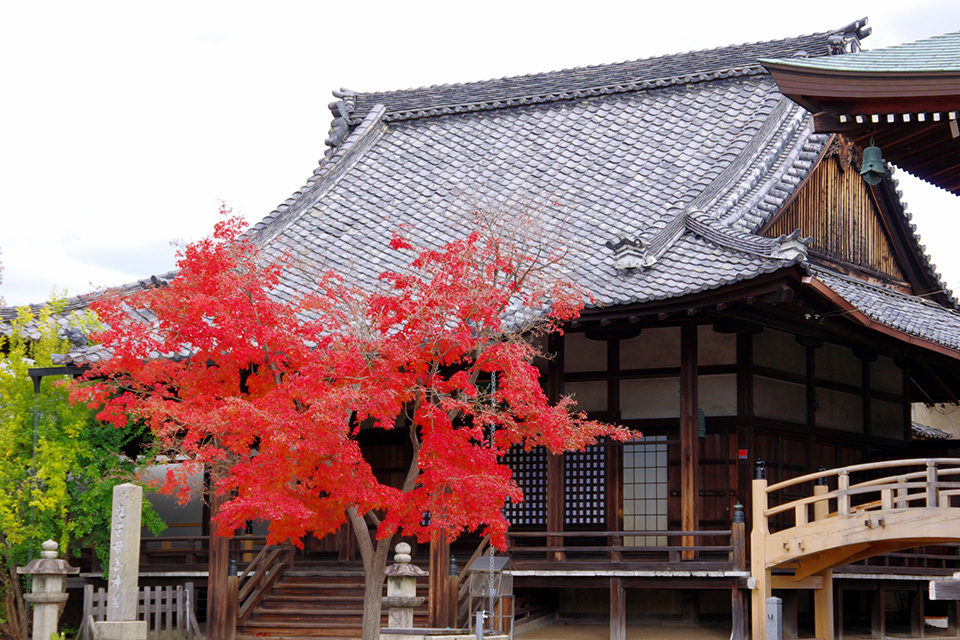 妙顕寺 紅葉