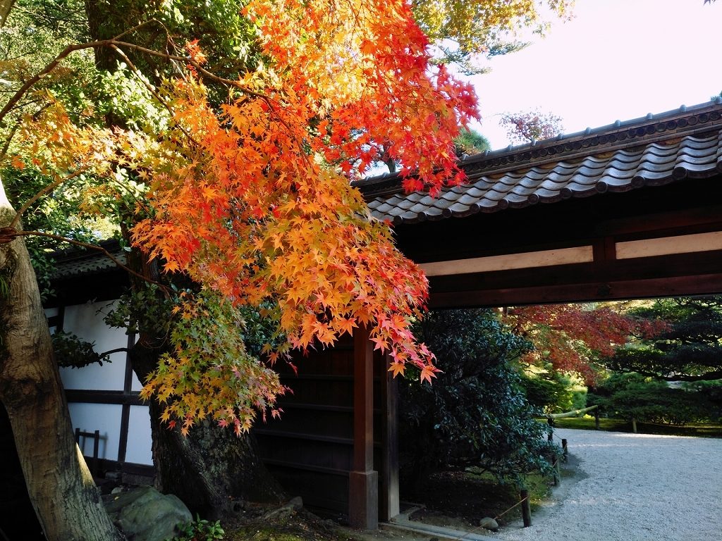京都御所_紅葉