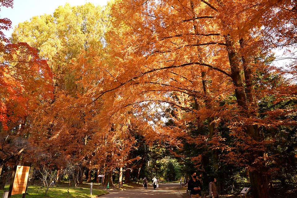 京都植物園　紅葉　京都