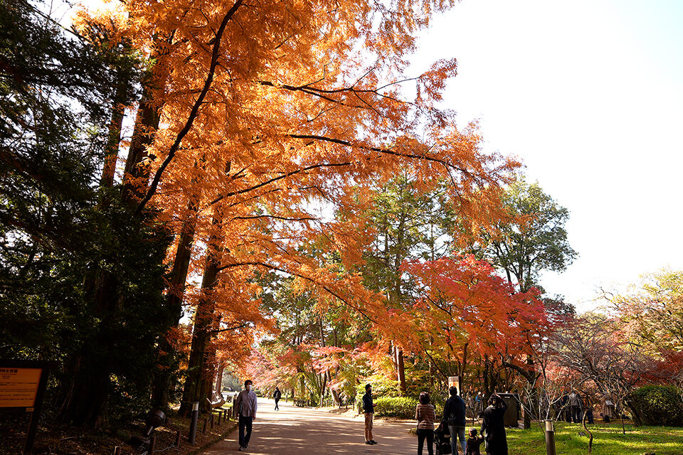 京都植物園　紅葉　京都