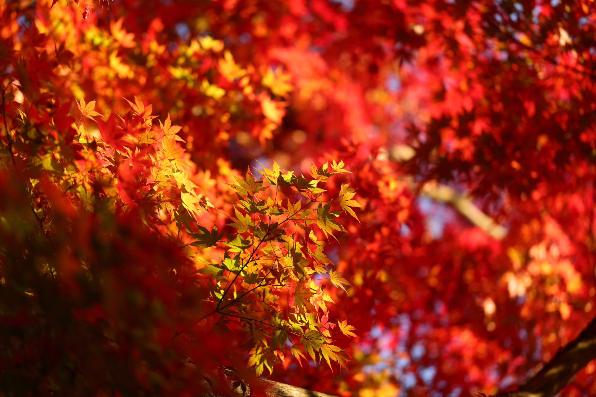 京都 紅葉