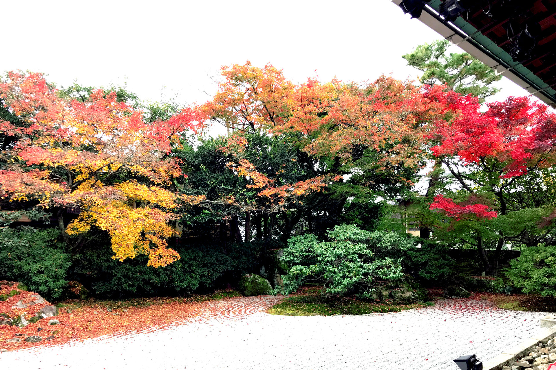 圓徳院 京都 紅葉