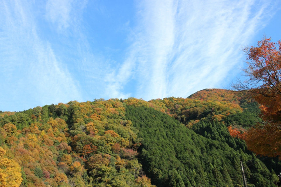 京都紅葉狩り