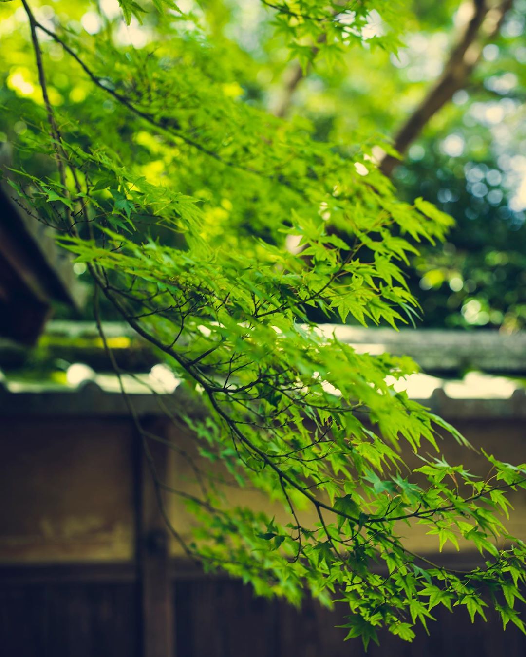 京都 瑠璃光院 青紅葉