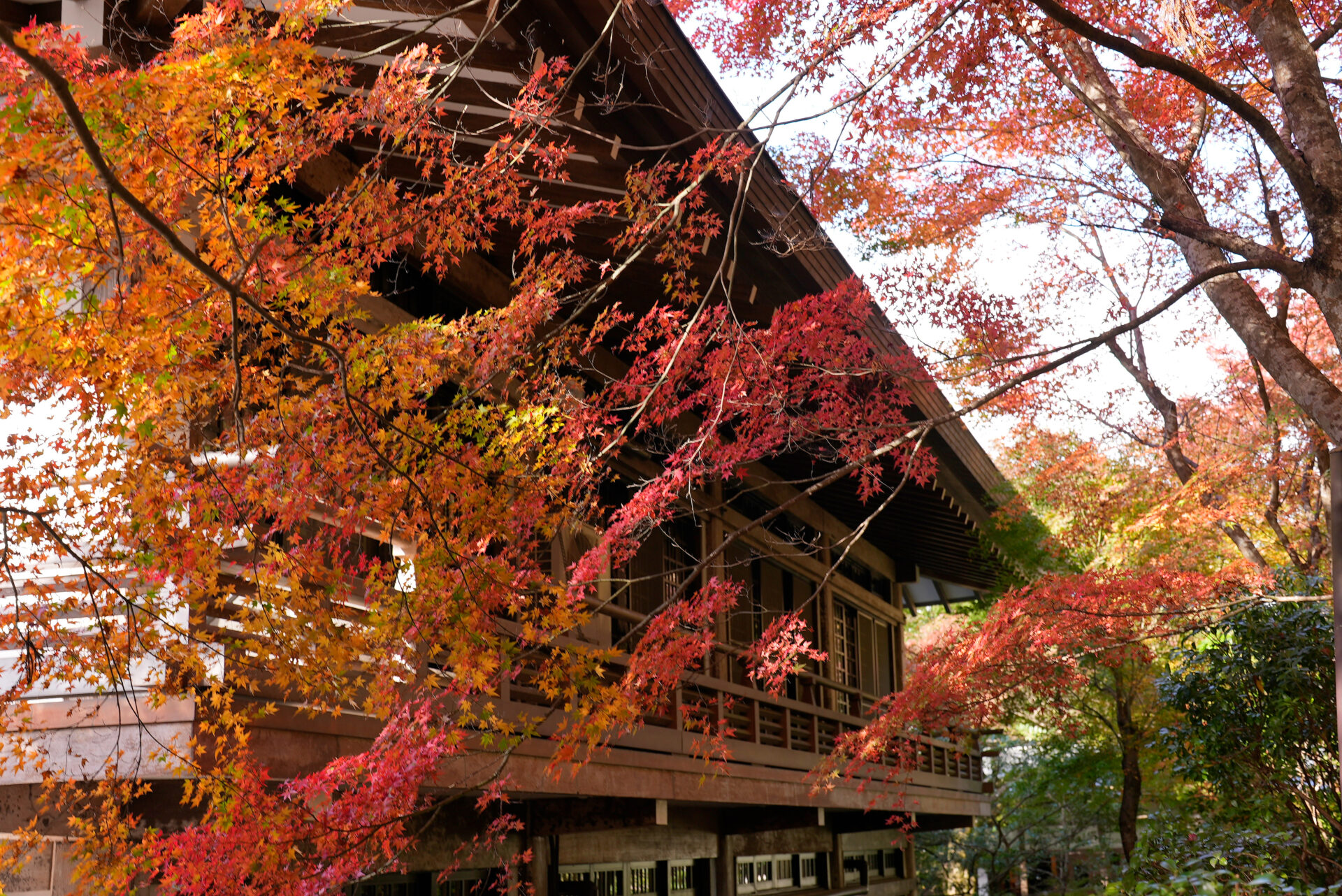 瑠璃光院 京都 紅葉