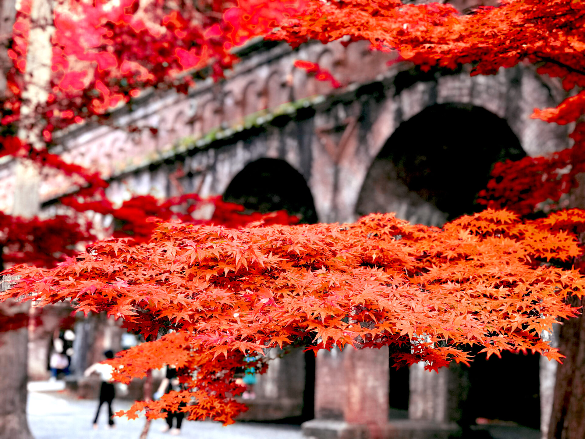 南禅寺 紅葉