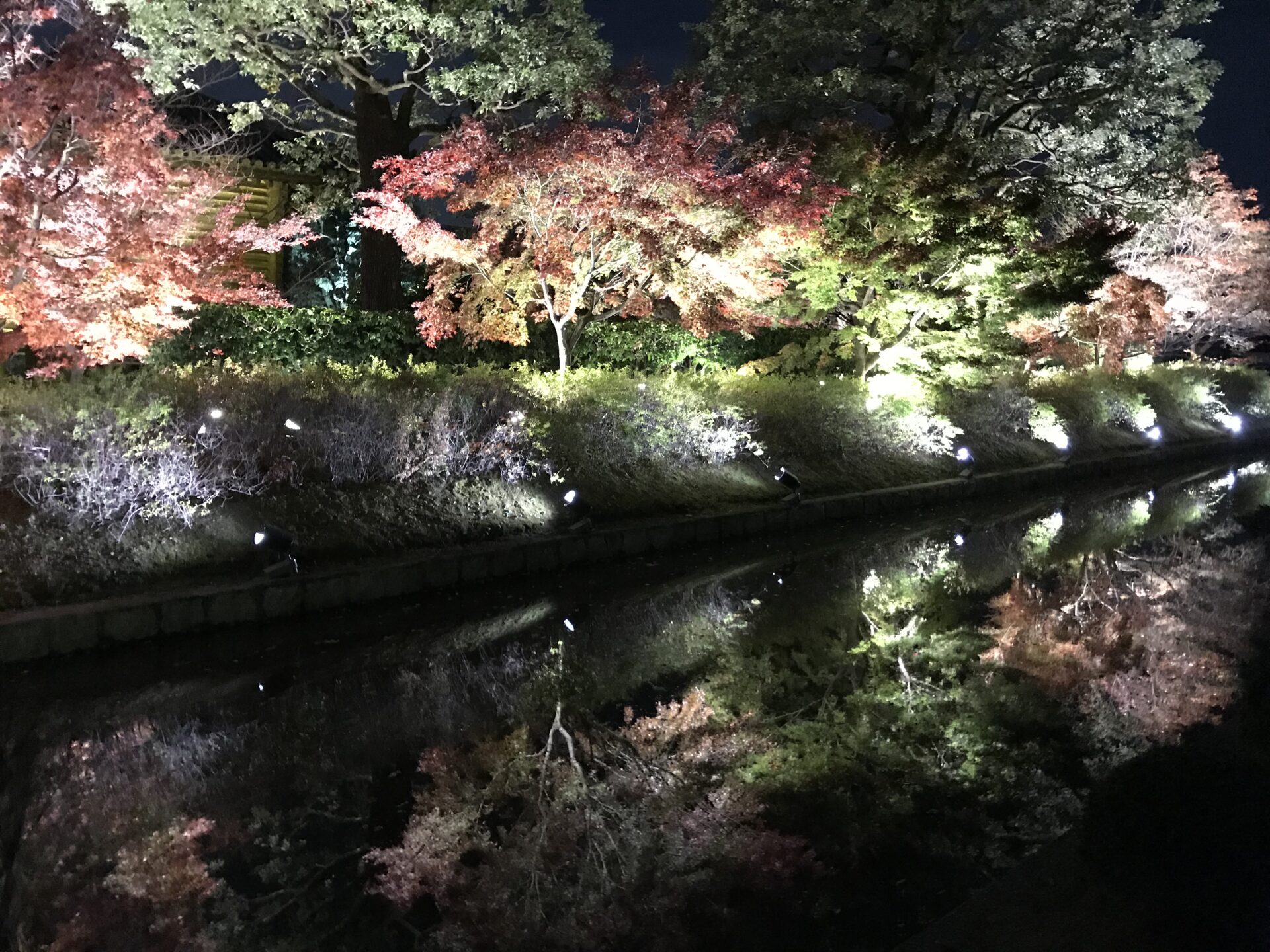 東寺 紅葉 京都