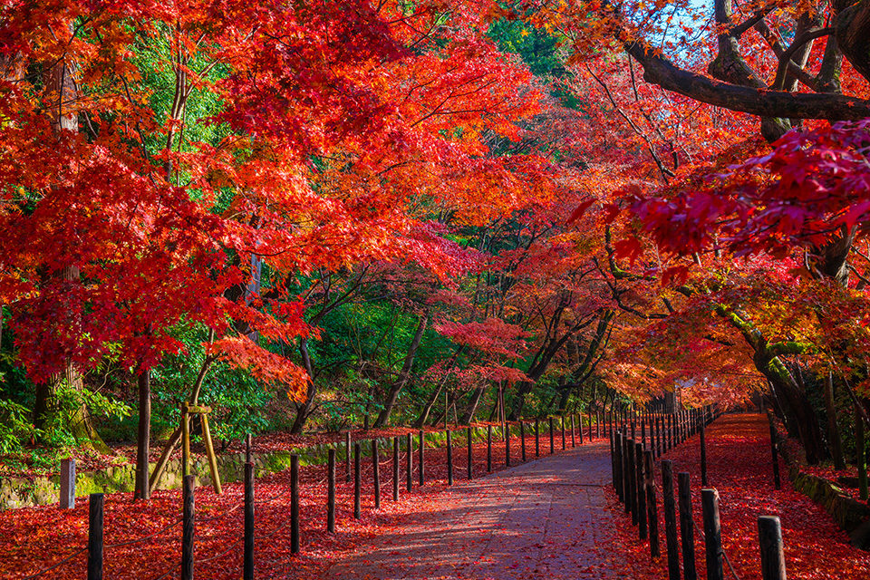 光明寺 紅葉
