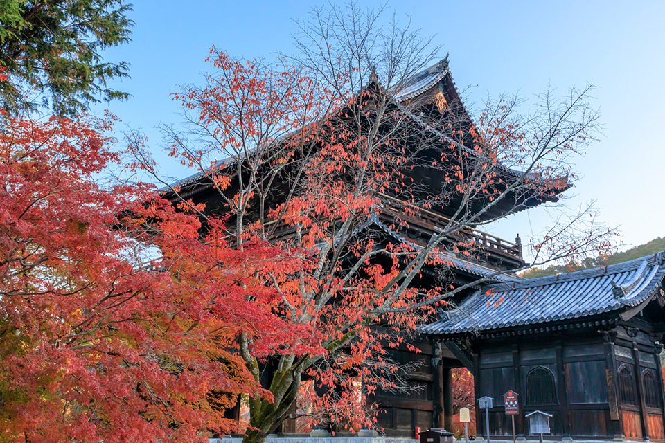 南禅寺 紅葉