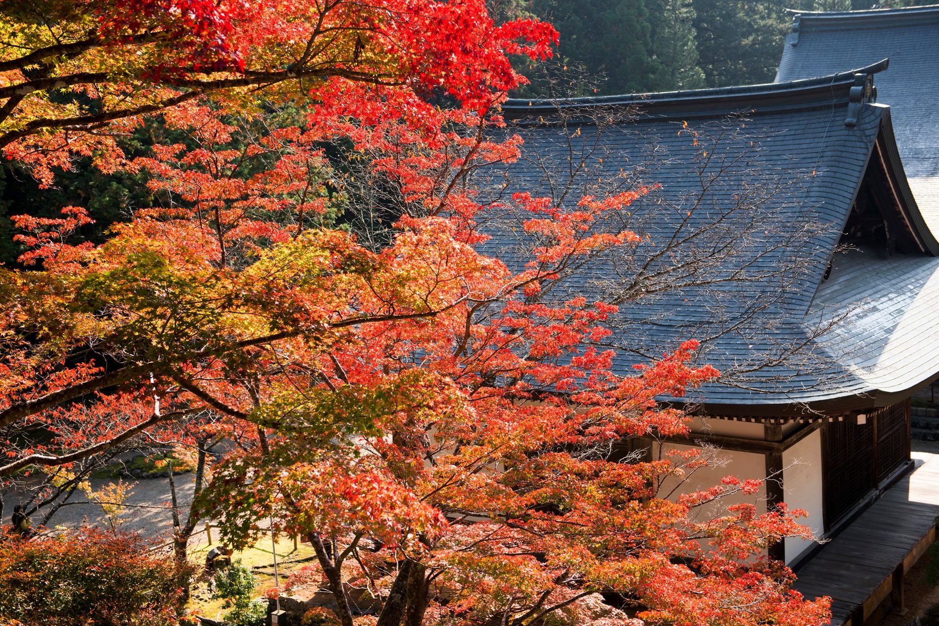 神護寺 紅葉