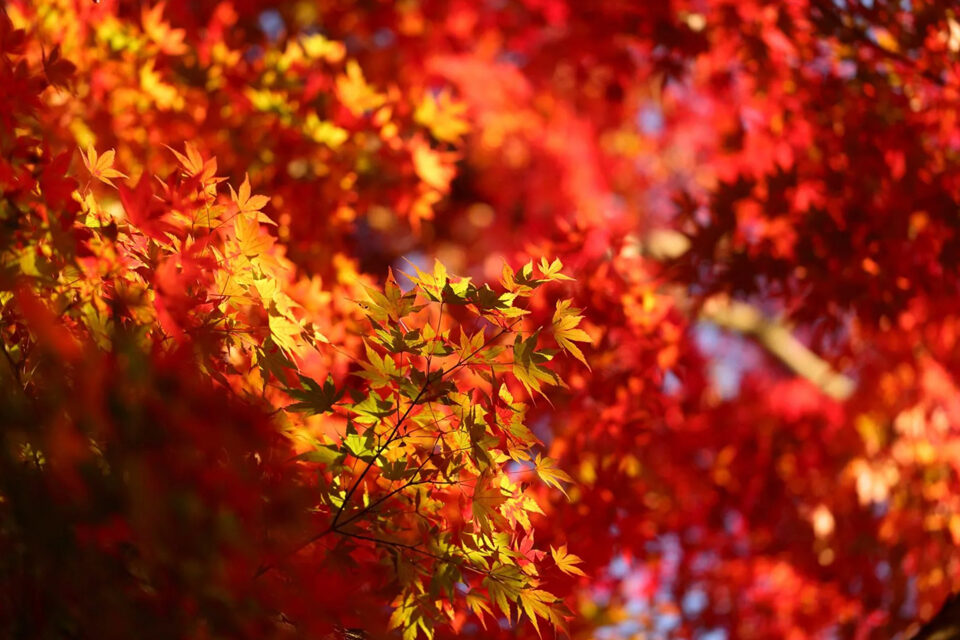 哲学の道 紅葉 京都