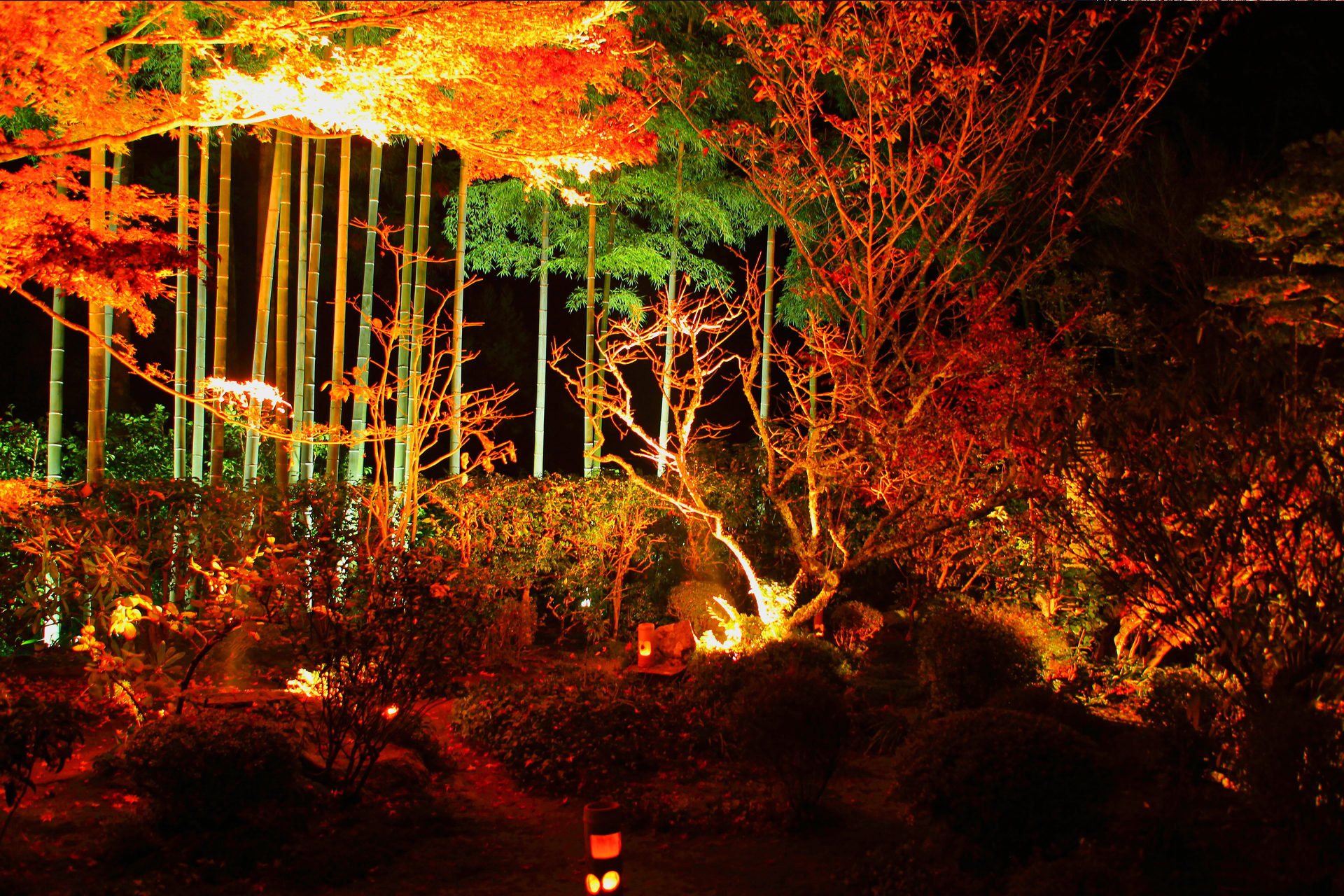 宝泉院 紅葉