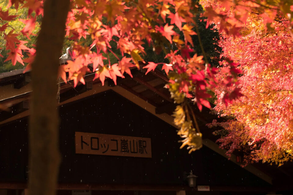 嵯峨野トロッコ 紅葉 京都
